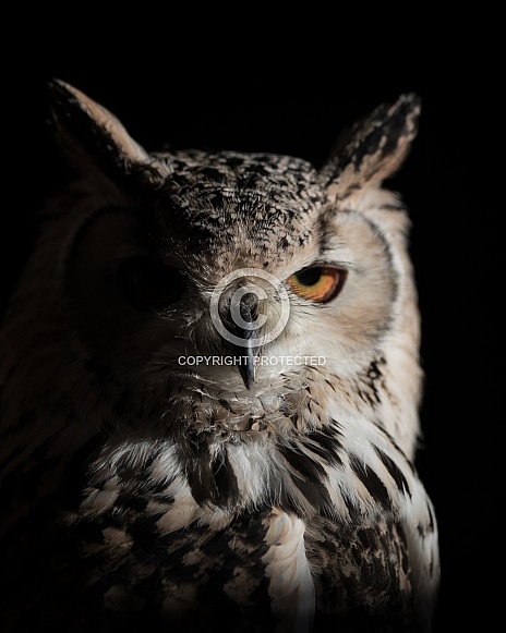 In The Moonlight- Eagle Owl
