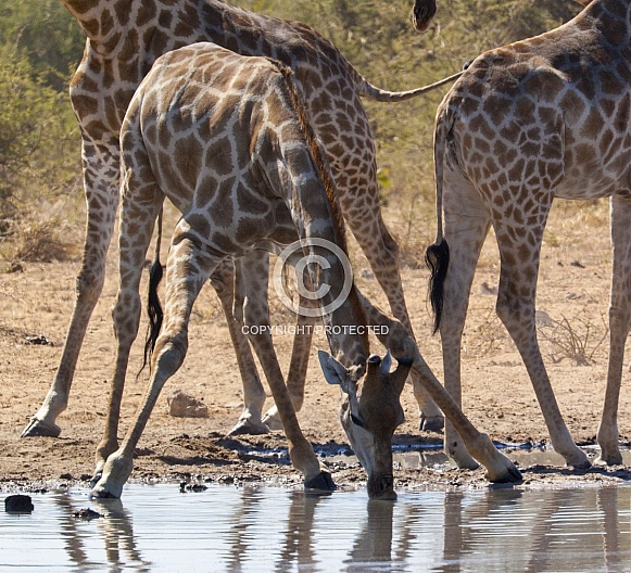 Giraffe taking a drink at a waterhole - Namibia