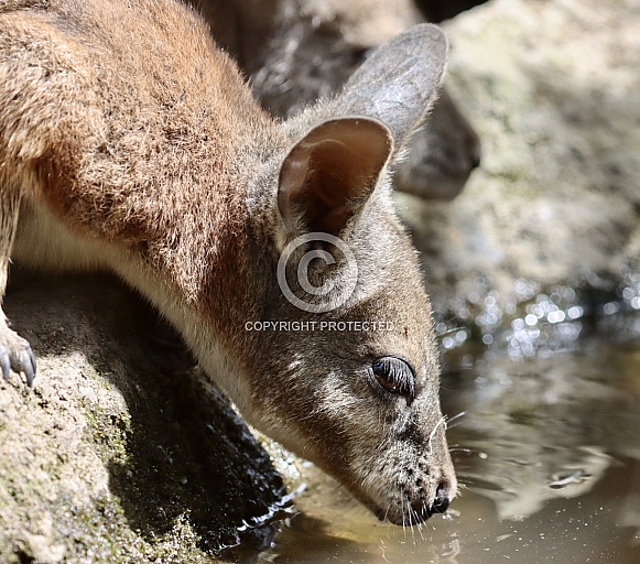 Wallaby drinking