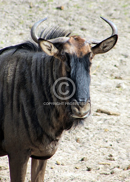 blue wildebeest (Connochaetes taurinus)