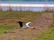 Stork in Flight