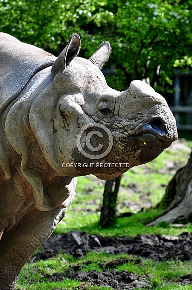 Greater One-Horned Rhino (Rhinoceros unicornis)