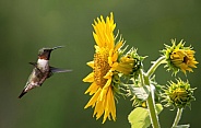 Male Ruby throated Hummingbird in flight