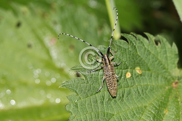 Close up of bug sitting on green leaf