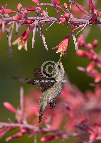 Hummingbird Trochilidae