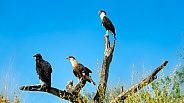 Two Caracaras and Black Vulture