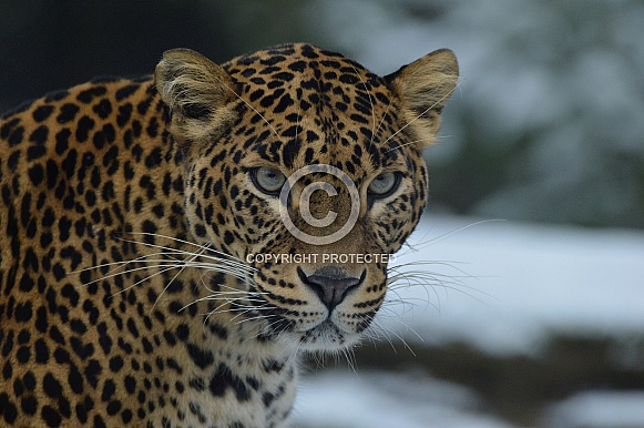Sri Lanka Panther