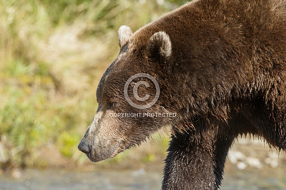 Portrait of a grizzly