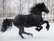 Friesian Horse running in the snow