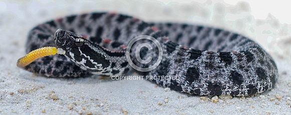Dusky Pigmy Rattlesnake - Sisturus miliarius barbouri, close up side profile view of head and face with detail of rattle