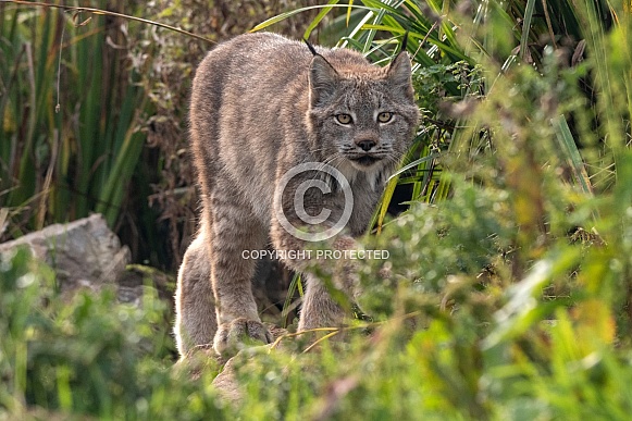 Canada Lynx Walking Through Grass