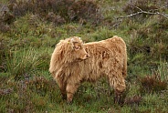 Highland Calf