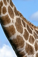 Neck of a Giraffe - Botswana - Africa