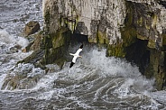 Gannet in flight - Bempton Cliffs - England