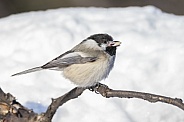 Black-capped Chickadee with a Sunflower Kernal