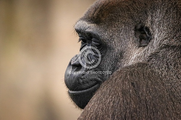 Female Western Lowland Gorilla