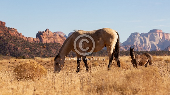 Domestic horse, Equus caballus
