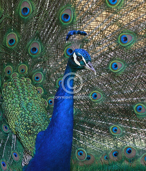 Peacock Indian