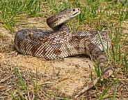 Florida Pine Snake - Pituophis melanoleucus mugitus, is a nonvenomous snake in the family Colubridae
