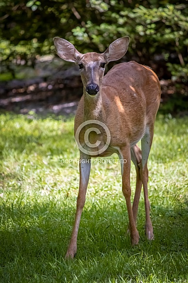 Florida White Tail Deer