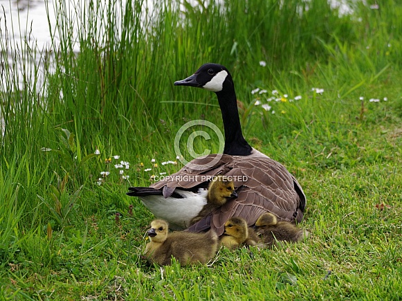 Canada Goose & Goslings