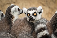 Ring-tailed Lemurs