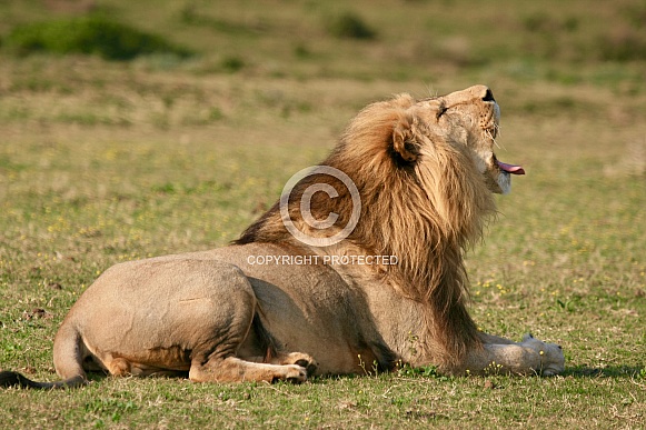 Lion roaring