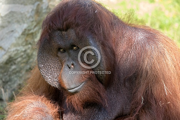 Borneon orangutan