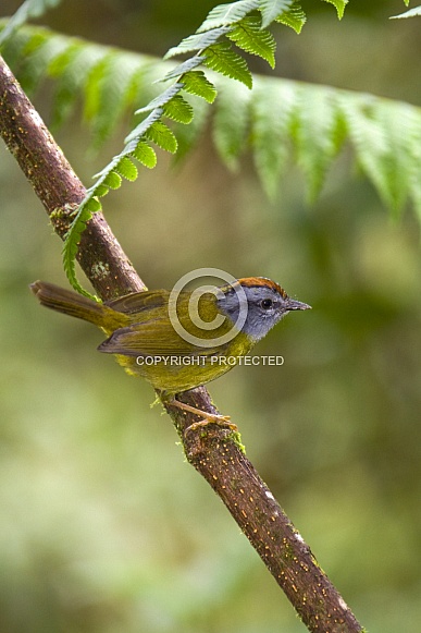 Russet-crowned Warbler - Ecuador