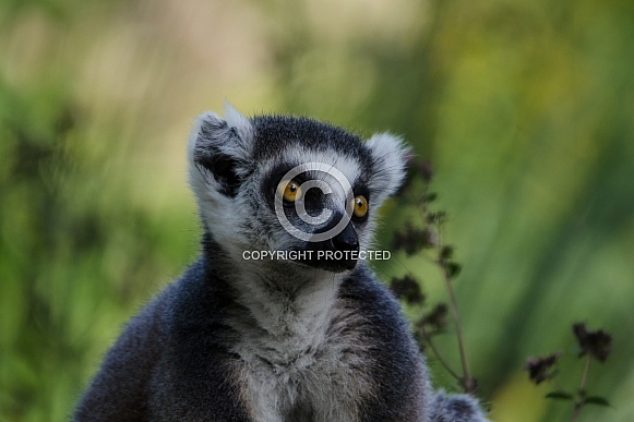 Ringtailed Lemur