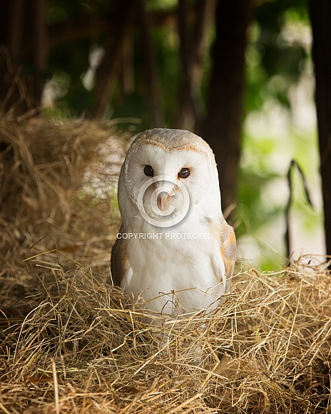 European Barn Owl Portrait in Barn