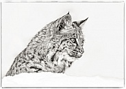 Bobcats-Bobcat in Winter