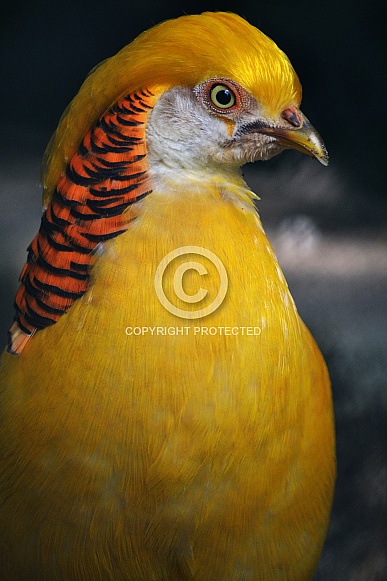 Yellow golden pheasant