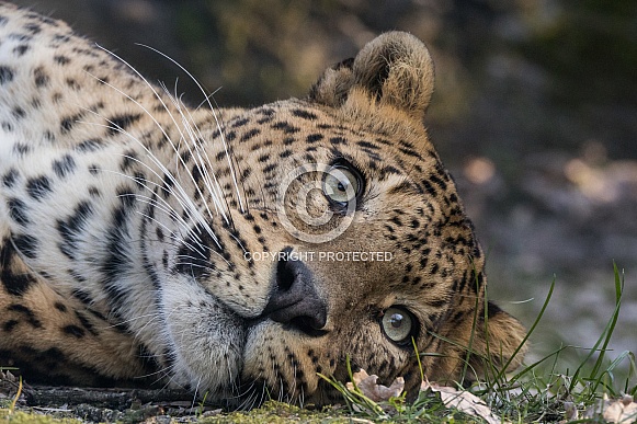 Sri Lankan Leopard (Panthera Pardus Kotiya)