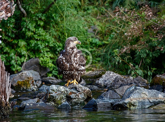 Young bald eagle fishing from a rock by the water
