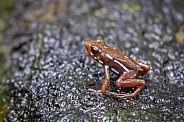 Poison-arrow frog (Epipedobates tricolor)