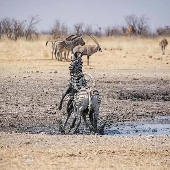 Zebra Stallions Fighting