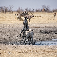 Zebra Stallions Fighting