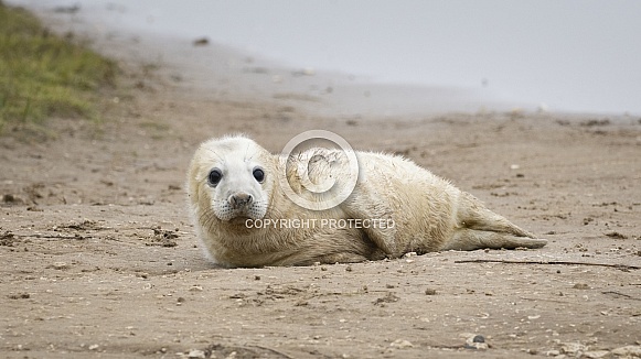 Seal pup on the shore