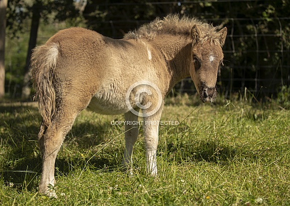 American Miniature Horse Foal