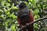Vulterine Parrot Full Body