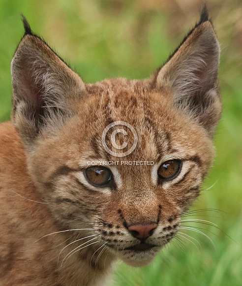 Lynx kitten