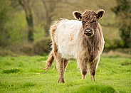 Belted Galloway Cross