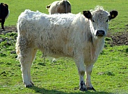White Belted Galloway Cow