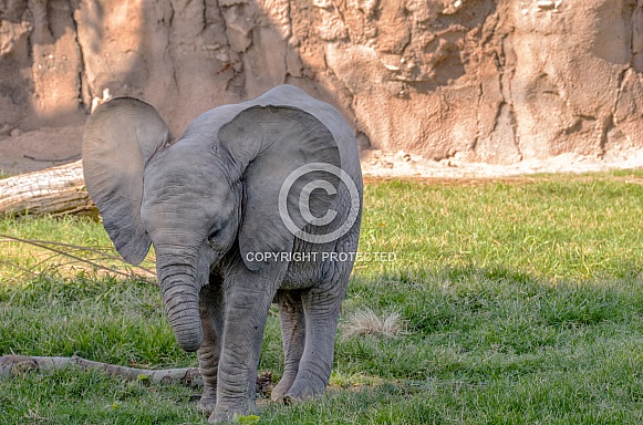 Elephant Calf - One Year Old
