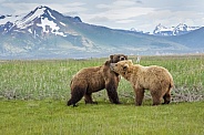 Alaska Peninsula Brown Bear or Coastal Brown Bear (Male and Female)