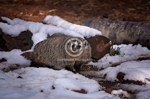North American Badger in Snow