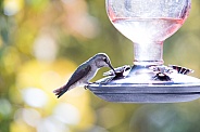 Hummingbird perched at feeder
