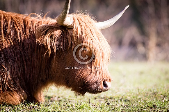 Highland Cow lying on the grass