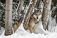 Grey Wolf-Watcher in the Woods